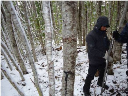 Cono dinámico Cabo Froward XII Región de Magallanes